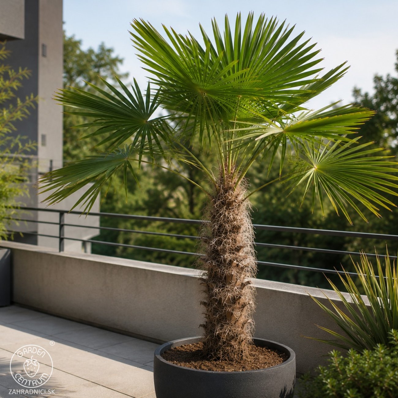 Obrázok Palma konopná (Trachycarpus fortunei) - výška 20-30 cm, kont. C3L ( -17°C)